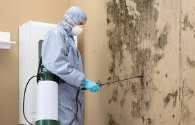 Reliable Fremont, CA Mold Removal Services Solutions